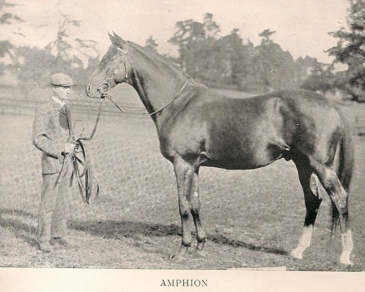 Deckhengst Amphion xx (Englisches Vollblut, 1886, von Rosebery xx)
