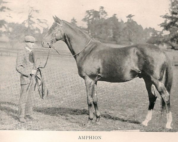 stallion Amphion xx (Thoroughbred, 1886, from Rosebery xx)