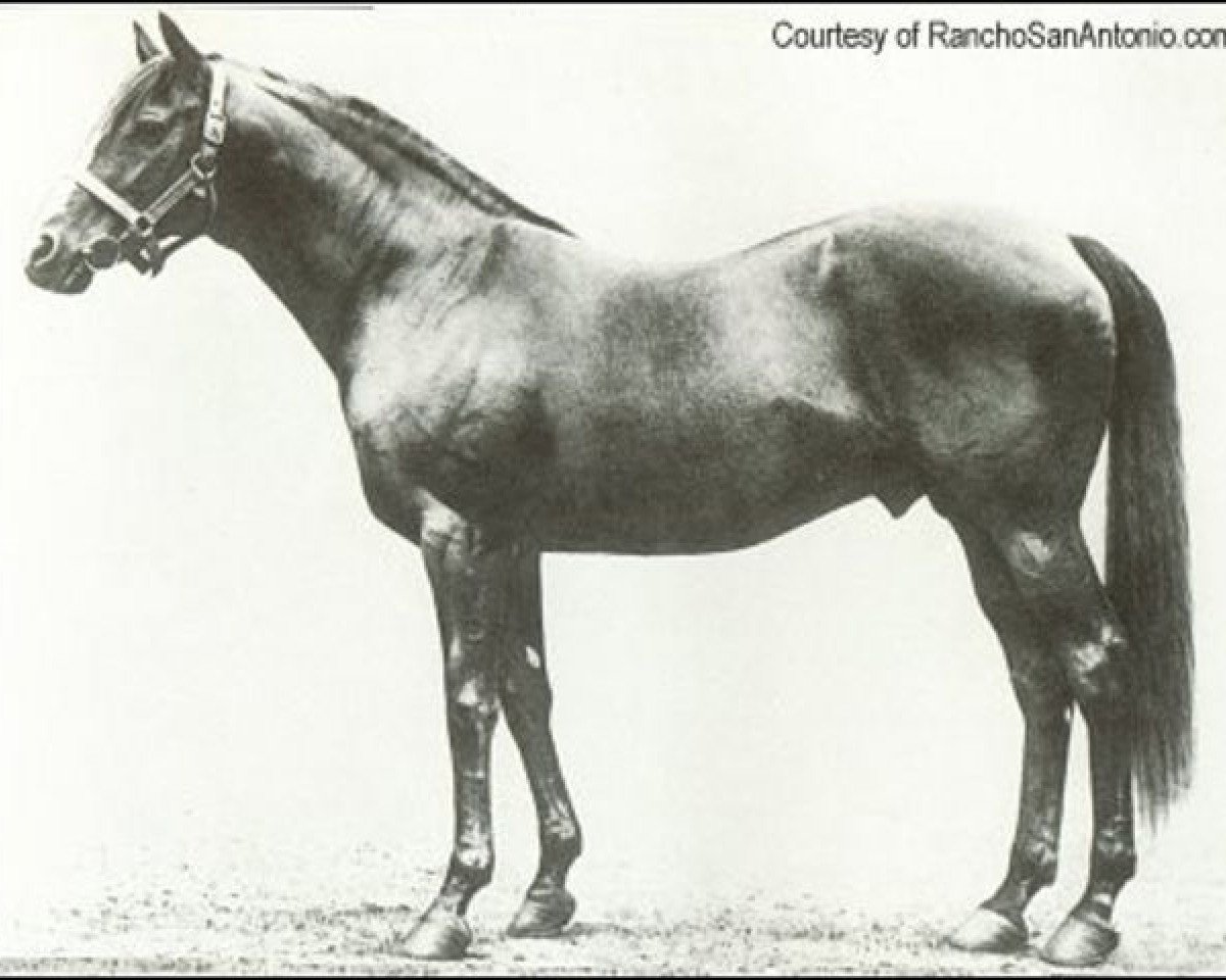 stallion Sundridge xx (Thoroughbred, 1898, from Amphion xx)