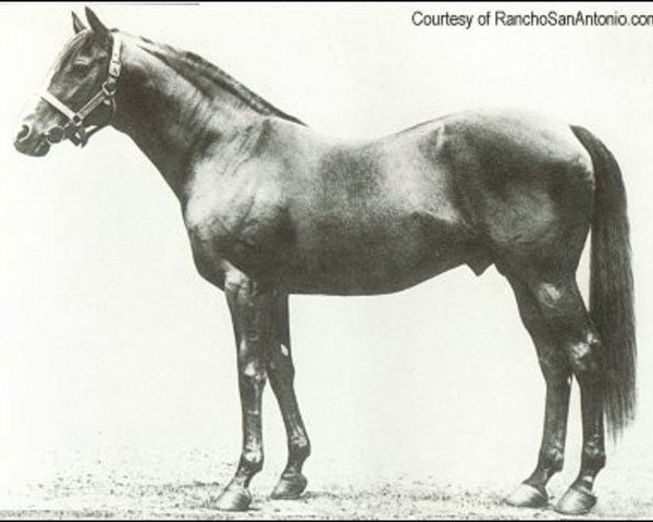 stallion Sundridge xx (Thoroughbred, 1898, from Amphion xx)