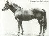 stallion Sundridge xx (Thoroughbred, 1898, from Amphion xx)