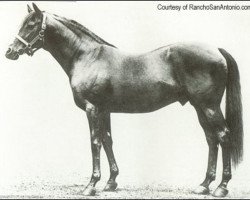 stallion Sundridge xx (Thoroughbred, 1898, from Amphion xx)