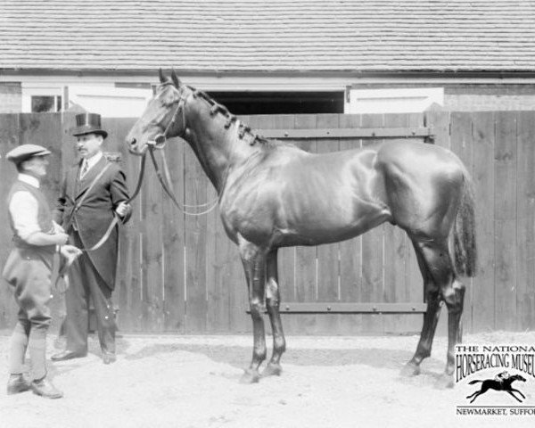 stallion Sunstar xx (Thoroughbred, 1908, from Sundridge xx)
