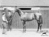 Pferd Sunstar xx (Englisches Vollblut, 1908, von Sundridge xx)