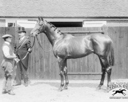 stallion Sunstar xx (Thoroughbred, 1908, from Sundridge xx)