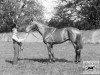 stallion Craig an Eran xx (Thoroughbred, 1918, from Sunstar xx)