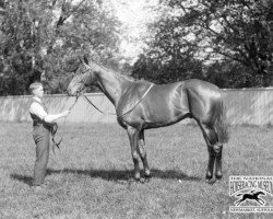 stallion Craig an Eran xx (Thoroughbred, 1918, from Sunstar xx)