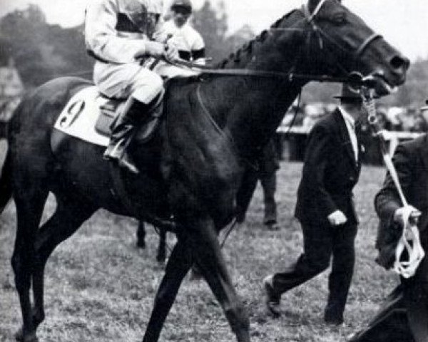 stallion Admiral Drake xx (Thoroughbred, 1931, from Craig an Eran xx)