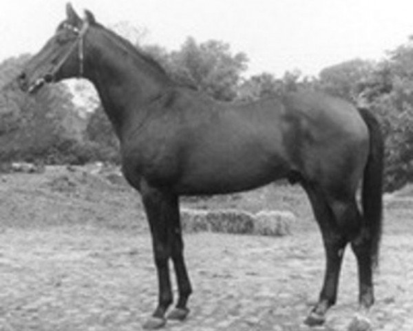 stallion Traumgeist xx (Thoroughbred, 1953, from Goody xx)