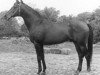 horse Traumgeist xx (Thoroughbred, 1953, from Goody xx)