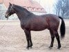 stallion Unikum (Trakehner, 1962, from Traumgeist xx)