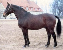 stallion Unikum (Trakehner, 1962, from Traumgeist xx)