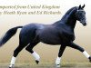 stallion Richmeed Medallion (UK Warmblood, 1990, from May Sherif 64 FIN)