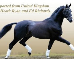 stallion Richmeed Medallion (UK Warmblood, 1990, from May Sherif 64 FIN)