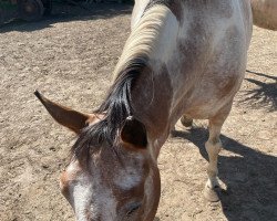 Pferd Silvana (Pinto/Pony, 2010, von Unbekannt Pinto)