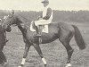 stallion Printonan Boy xx (Thoroughbred, 1920, from Printonan xx)