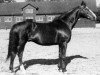stallion Boheme xx (Thoroughbred, 1928, from Printonan Boy xx)