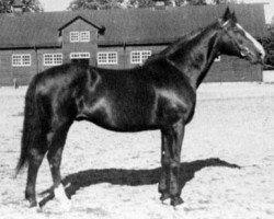 stallion Boheme xx (Thoroughbred, 1928, from Printonan Boy xx)