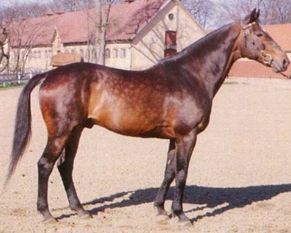 stallion Jovial (Swedish Warmblood, 1952, from Boheme xx)