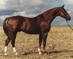 Deckhengst Labrador (Schwedisches Warmblut, 1975, von Jovial)