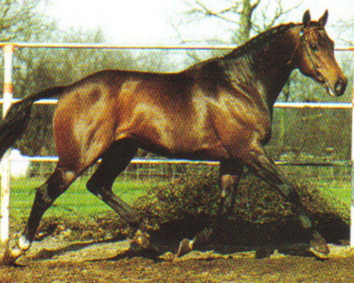 stallion Sit This One Out xx (Thoroughbred, 1983, from Dance in Time xx)