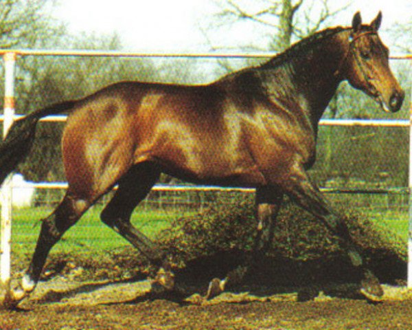 horse Sit this one out xx (Thoroughbred, 1983, from Dance in Time xx)