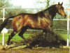 stallion Sit this one out xx (Thoroughbred, 1983, from Dance in Time xx)