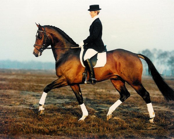 stallion Highline (KWPN (Royal Dutch Sporthorse), 1989, from Sit this one out xx)