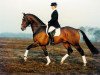 stallion Highline (Royal Warmblood Studbook of the Netherlands (KWPN), 1989, from Sit this one out xx)