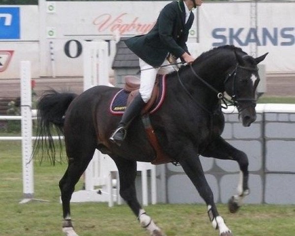 stallion Majim G (KWPN (Royal Dutch Sporthorse), 1994, from Highline)