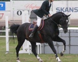 stallion Majim G (KWPN (Royal Dutch Sporthorse), 1994, from Highline)