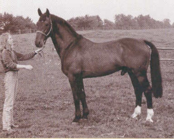 stallion Irco Marco (Royal Warmblood Studbook of the Netherlands (KWPN), 1971, from Irco Polo)