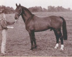 Deckhengst Irco Marco (KWPN (Niederländisches Warmblut), 1971, von Irco Polo)