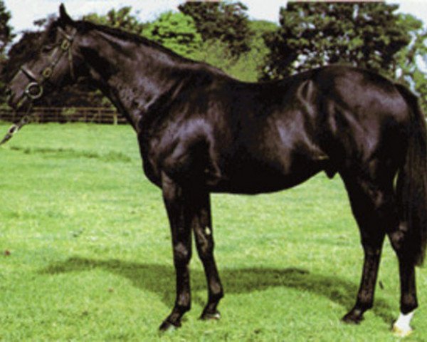 stallion Prince Regent xx (Thoroughbred, 1966, from Right Royal V xx)