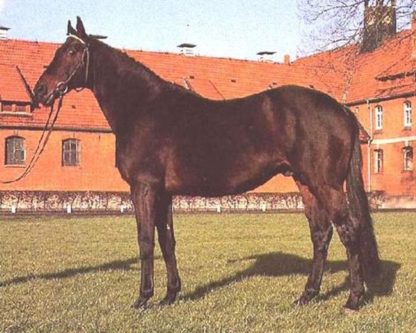 stallion Star Regent xx (Thoroughbred, 1975, from Prince Regent xx)