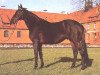 stallion Star Regent xx (Thoroughbred, 1975, from Prince Regent xx)