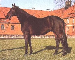 Deckhengst Star Regent xx (Englisches Vollblut, 1975, von Prince Regent xx)