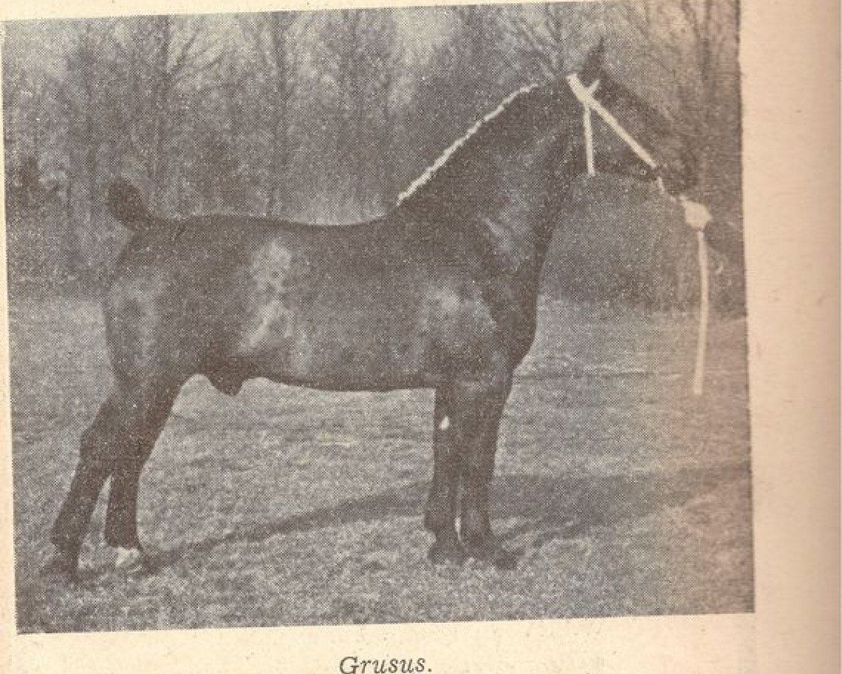 stallion Grusus 3408 (Oldenburg, 1923, from Gruson 2763)