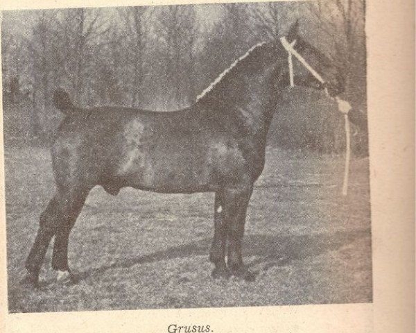 stallion Grusus 3408 (Oldenburg, 1923, from Gruson 2763)