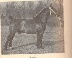 stallion Grusus 3408 (Oldenburg, 1923, from Gruson 2763)