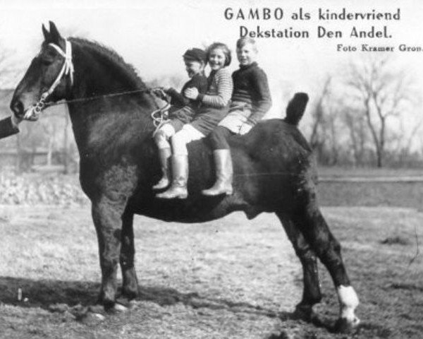 stallion Gambo II (Oldenburg, 1927, from Grusus 3408)