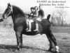 stallion Gambo II (Oldenburg, 1927, from Grusus 3408)