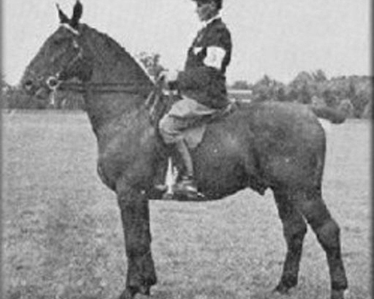 Deckhengst Kambius (Groninger, 1936, von Gambo II)