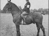 stallion Kambius (Groningen, 1936, from Gambo II)