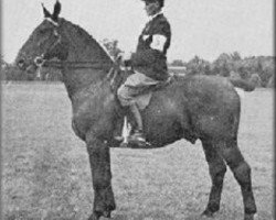 stallion Kambius (Groningen, 1936, from Gambo II)