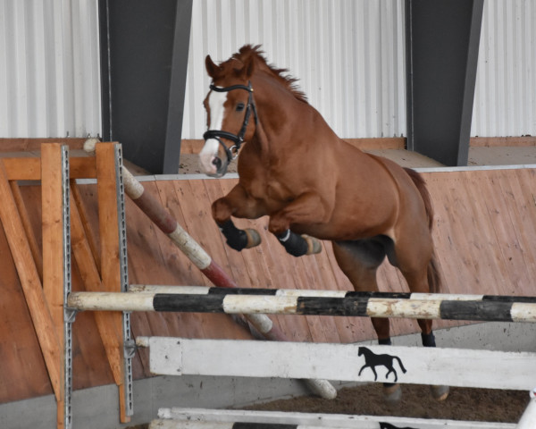 Dressurpferd Cinzano's Sansibar (Deutsches Reitpony, 2003, von Cinzano's Son)