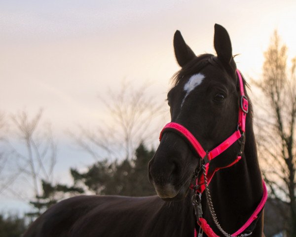 dressage horse Decurio 8 (Hanoverian, 2013, from Decurio 3)