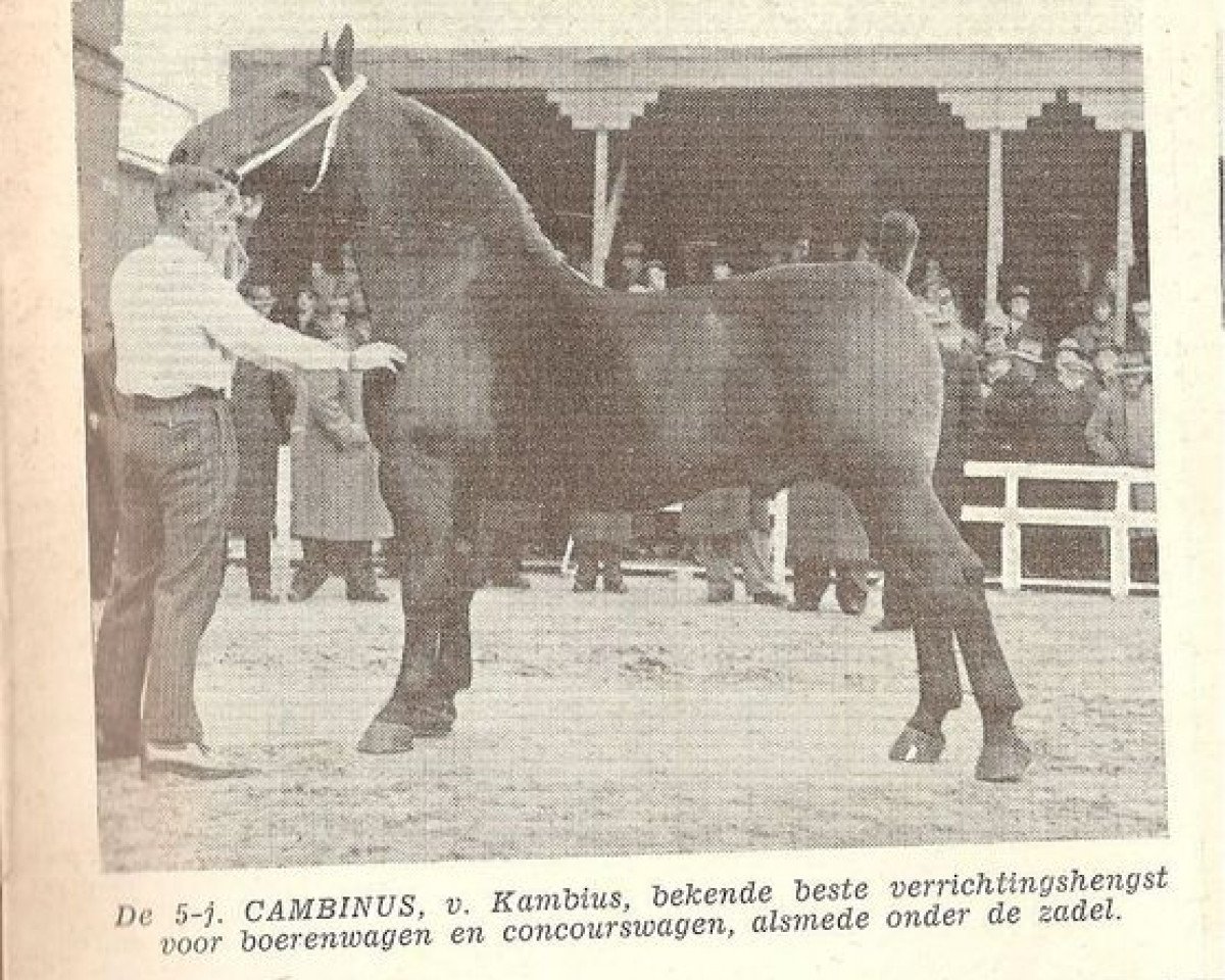 stallion Cambinus (Groningen, 1944, from Kambius)