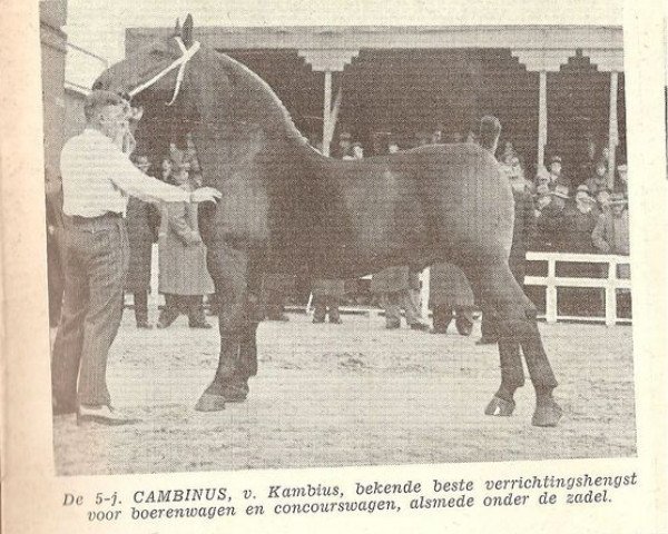 Deckhengst Cambinus (Groninger, 1944, von Kambius)