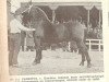 stallion Cambinus (Groningen, 1944, from Kambius)
